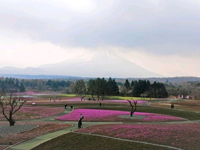 ชมทุ่ง pink moss ที่มีฉากหลังคือเขาฟูจิ