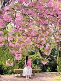 💗🌸창원 겹벚꽃 명소 창원에서 젤 이쁜 곳🌸💗