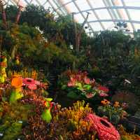 A Magical Escape to Cloud Forest, Singapore 🌿