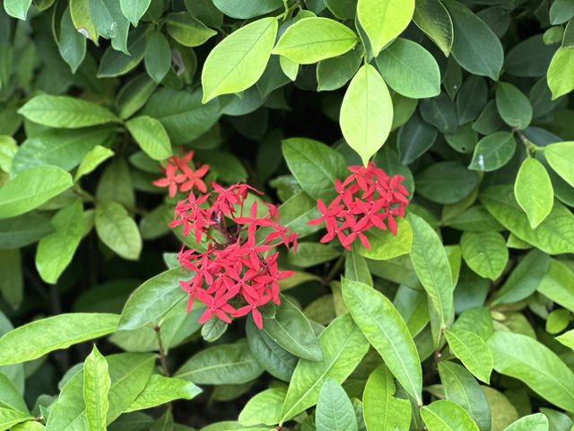 【春日好去處】萬宜水庫東壩：山海景觀，天然六角形岩柱，外國人必到‼️