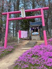 北海道最推薦的芝櫻公園💐