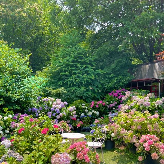 서울근교 알록달록 수국명소 💜