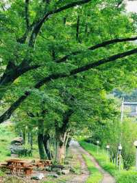 Gonggi Village Cypress Forest