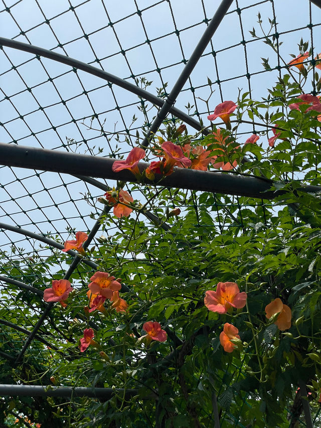 ✨실시간✨ 한 곳에 능소화 스팟이 두곳이나 있는 장소🧡