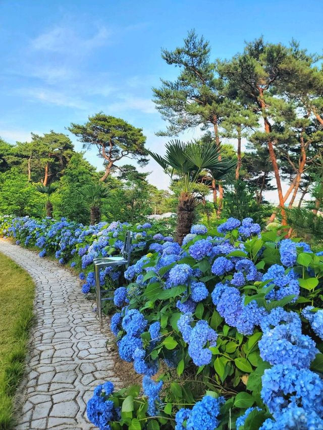 파란꽃길 걸으며 힐링하는 수국카페💙