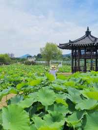 아라연꽃 피는 함안연꽃테마파크🩷