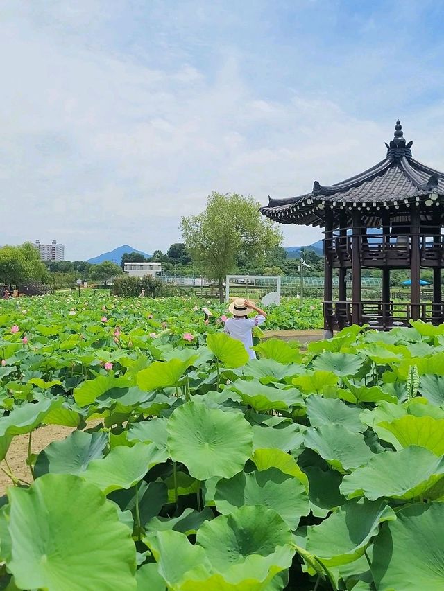 아라연꽃 피는 함안연꽃테마파크🩷