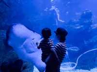 【京都】京都駅から歩いてもいける水族館