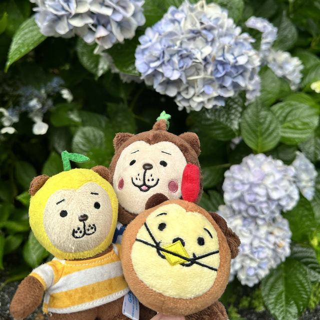 九州久留米千光寺的七千繡球花💐🌺🌸🌻🪻 
