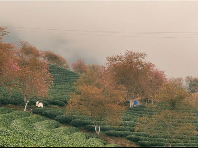 Oolong Sapa Tea Hill: A Cherry Blossom Paradise