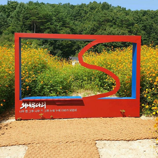 8월의 노란 천국, 영주 무섬마을 황화 코스모스