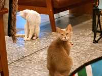 하남 고양이 카페: ☕️냥이툰😸