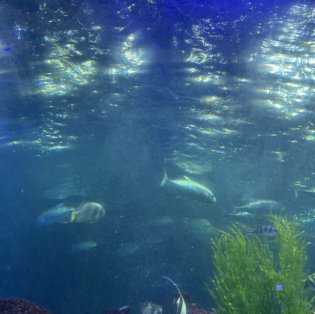 Aquarium Vinpreal Nha Trang