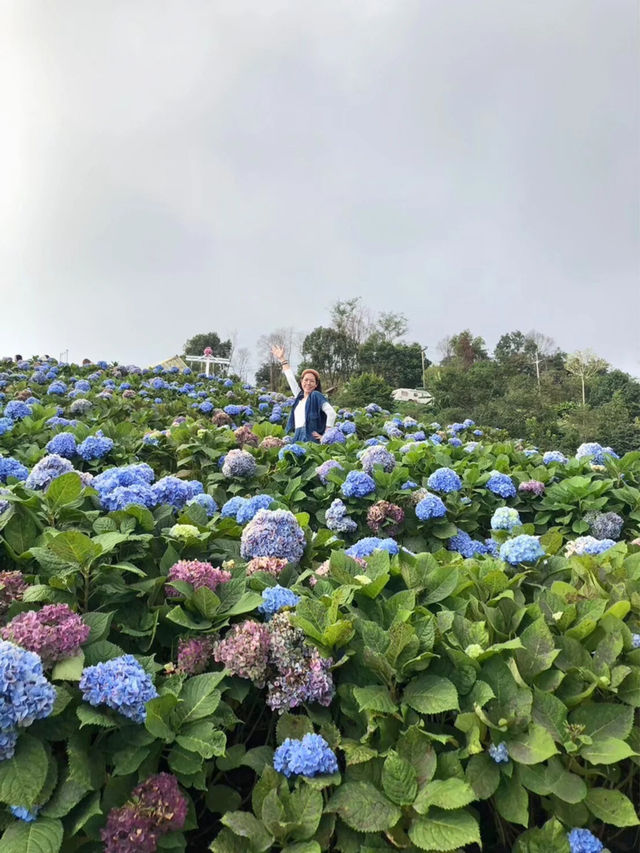🌸 ไฮเดรนเยียซัง