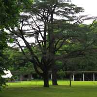 「娜麗公園：綠意盎然、錦鯉池美麗景緻，享受天然氧吧」