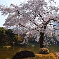 【東京】傳統日式庭園，建議春秋兩季訪問，因為這時候的景色最為壯麗。