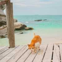 เกาะแมว สวรรค์ของเหล่าทาส! 🐈🏝
