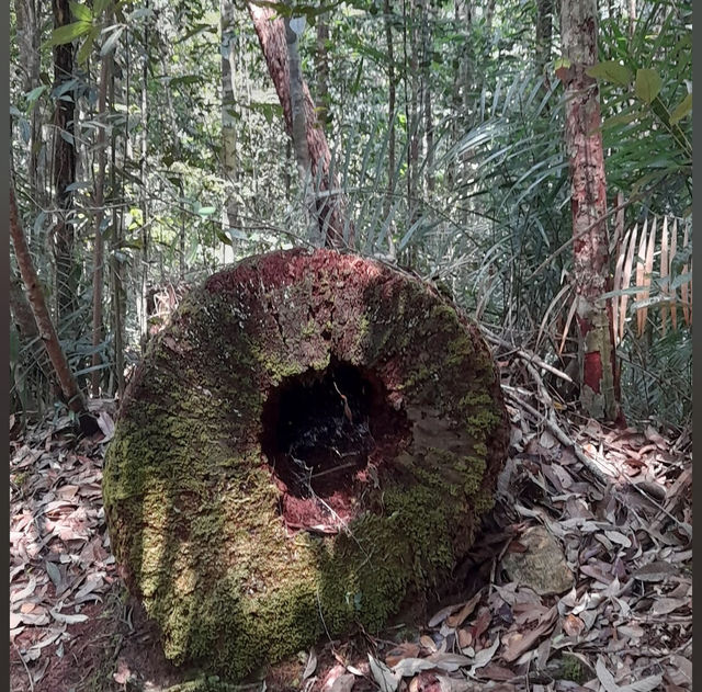 Into the Wild: Uncover the Mysteries of Taman Negara, Pahang