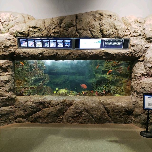 【千葉】雨でも楽しめる水族館