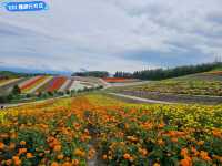 【北海道美瑛】四季彩之丘：秋櫻、大花三色堇、野棉花，哈密瓜