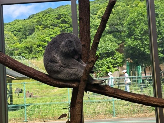 【鹿児島市平川動物公園】壮大な敷地で色んな動物を見に行こう🐨