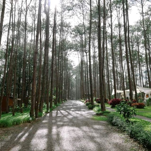 สวนป่าดอยบ่อหลวง อำเภอฮอด เชียงใหม่