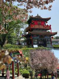 Springtime Bliss: Exploring China's National Flower Garden During the Peony Festival