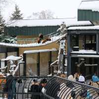 旭川景點｜日本最北、高人氣寒帶動物園—旭川動物園