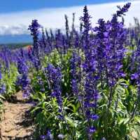 August Flower blossom in Hokkiado 