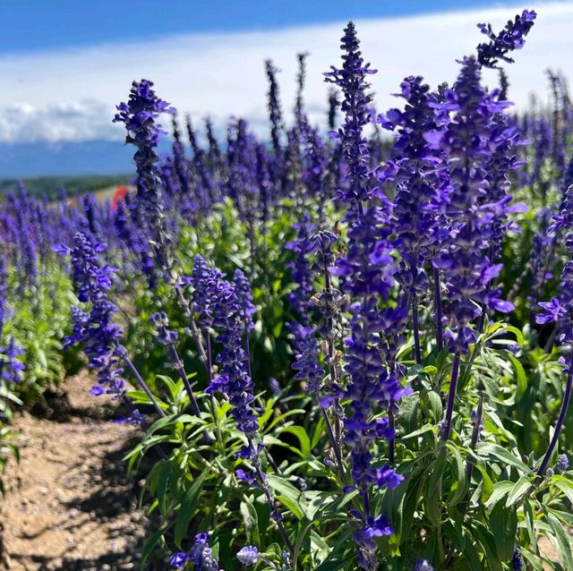 August Flower blossom in Hokkiado 