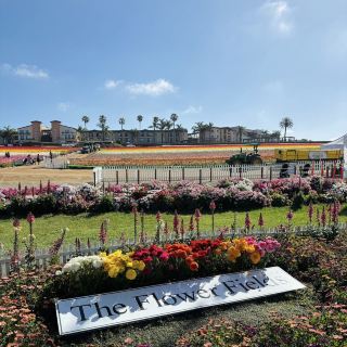 Carlsbad Flower Fields, California – A Blooming Wonderland