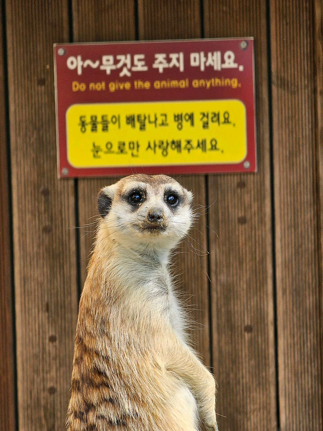 🌼༉₊🌤 청주랜드동물원