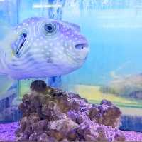 🇲🇾 Explore a World of Fish Wonders at Port Dickson