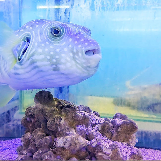 🇲🇾 Explore a World of Fish Wonders at Port Dickson