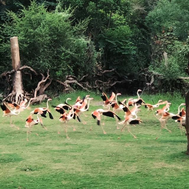 【濟南動物園】優美環境動物世界 【濟南動物園】優美環境動物世界