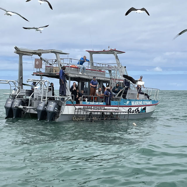 Into the Blue: Exploring Dyer Island’s Marine Marvels