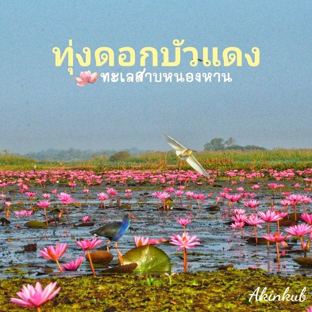 ทะเลบัวแดง ธรรมชาติที่เข้าถึงได้
