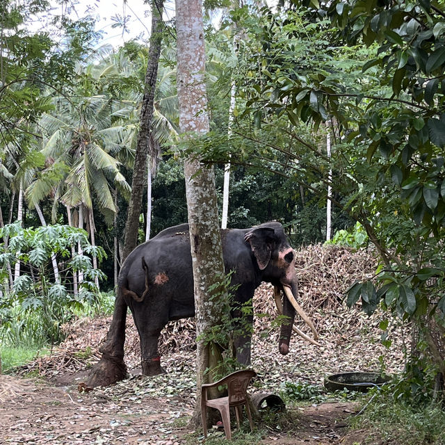 Discover the Heartwarming Experience at Millennium Elephant Foundation! 🐘💚