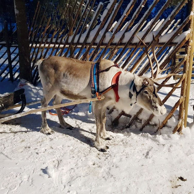 Reindeer, Wilderness, and Magic: A Jaakkola Backpacking Adventure 🇫🇮