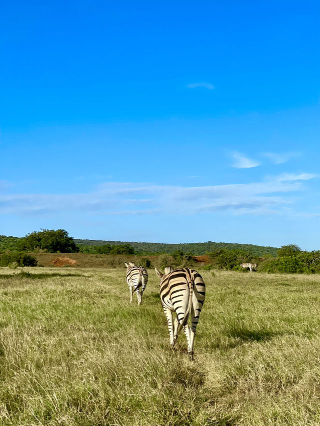 Grasslands at Addo Elephant Park, South Africa 🐘