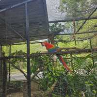 สวนสัตว์เปิดเขาเขียว ชลบุรี