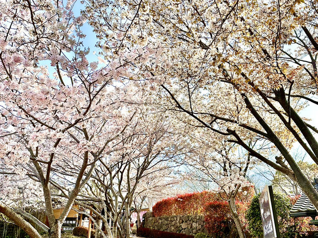 🇯🇵 九州別府 來這裡就夠了！♨️