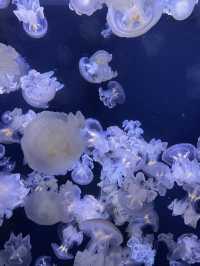 📍加茂水族館