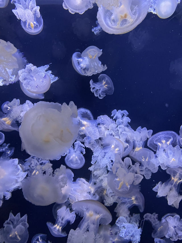 📍加茂水族館