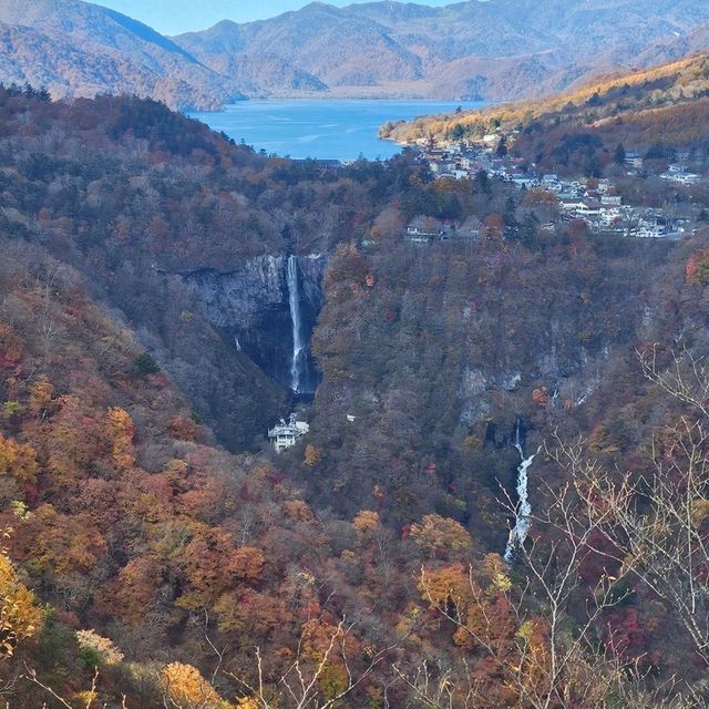 ใบไม้เปลี่ยนสี nikko