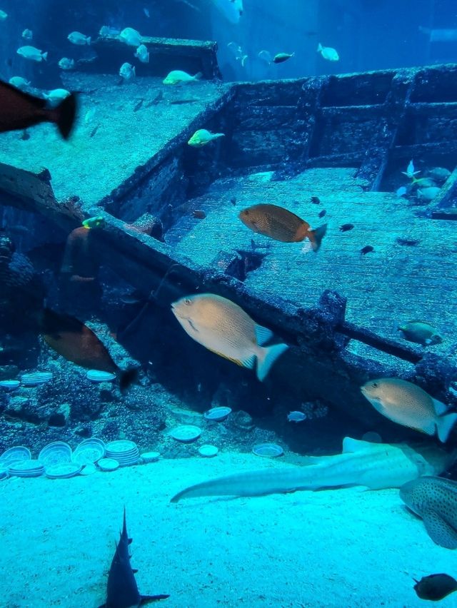 Under the Sea at Sentosa