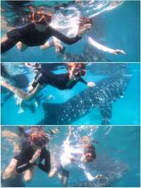 🇵🇭What an adventure to swim with whale sharks in Oslob! 