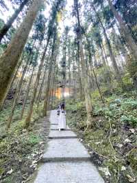 【熊本】⛩️ 阿蘇の大自然に佇む、神秘的な光が降り注ぐ神社 ⛩️