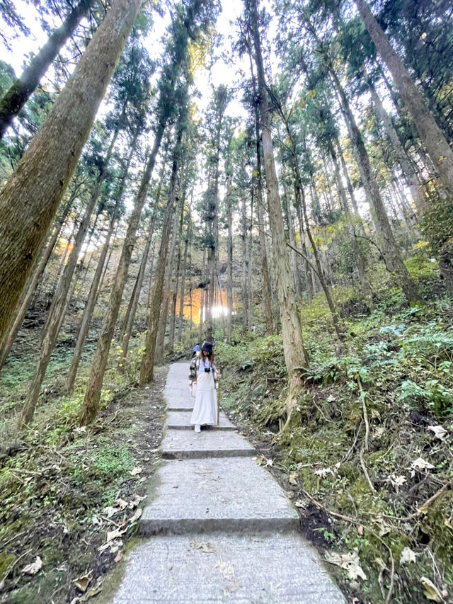 【熊本】⛩️ 阿蘇の大自然に佇む、神秘的な光が降り注ぐ神社 ⛩️