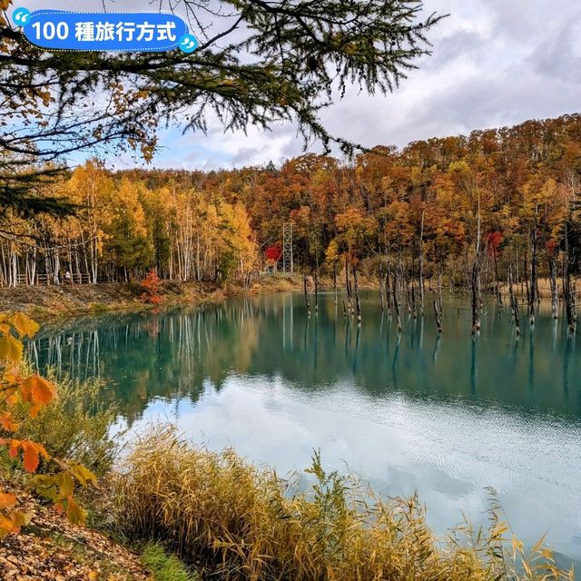美瑛白金青池，秋天金黃碧青的蕭瑟之景